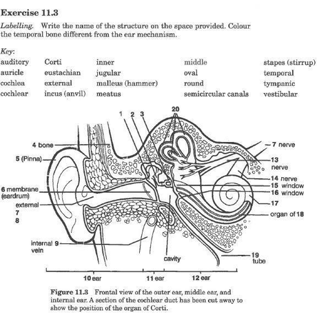 Anatomy and Physiology Workbook for Paramedics (UK Edition) - Paramedic Shop
